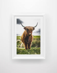 Highland Cow 2 - Chic Prints